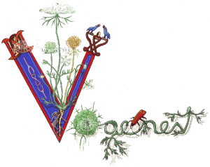 vogelnest_bmk12_kl_600-476_c